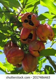 Ackee apple (Blighia sapida), Edible fruit 