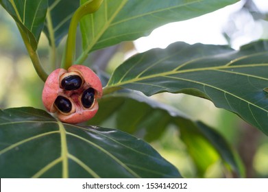 Ackee in a Breadfruit tree 