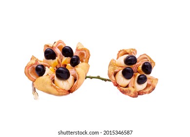 Ackee Fruit Considered A Dietary Food In Jamaica And The Caribbean.