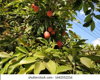 Ackee fruits on  Asian tree