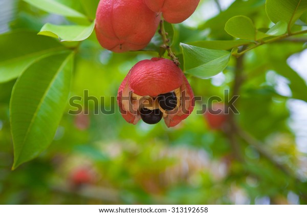 Ackee tree