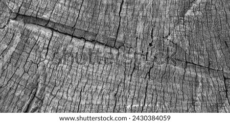 ackground image of a cross section of a tree. The texture of the tree is interesting. Cracks in tree stumps.