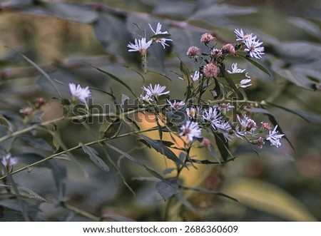 Acluster of Calico Asters in a forest                               