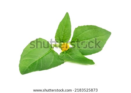 Acmella Oleracea, Paracress or Toothache plant isolated on white background.