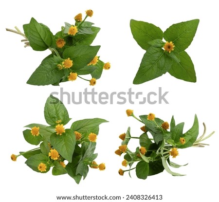 Acmella oleracea or Toothache plant isolated on white with clipping path. 
