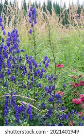 Aconite Napellus Blooms Against The Background Of Calamagrostis Acutiflora Karl Foerster. Close-up.