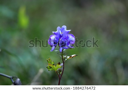 Aconitum also known as aconite, monkshood, wolf's-bane
