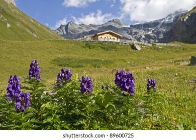 Aconitum Napellus