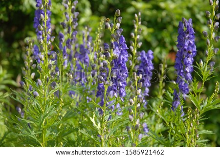 Aconitum napellus, also known as Monkshood or wolf's bane, a poisonous perennial herb