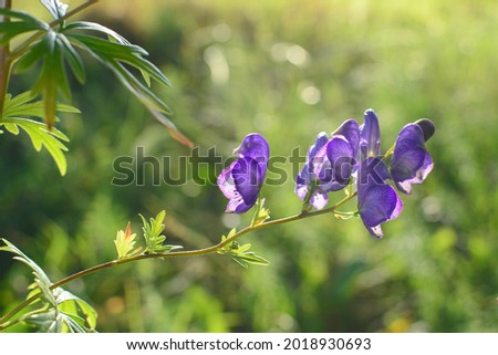 Aconitum napellus, also known as monkshood or wolf's bane, poisonous perennial herb.