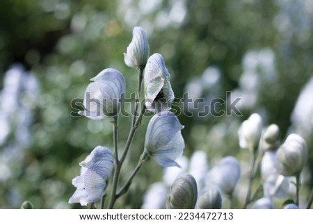 Aconitum Stainless Steel Perennials and Plants