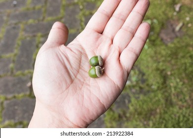 Acorn