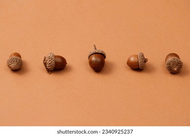 Acorn. Acorns fruits on oak tree branch. Closeup Dried acorns. oak nut background. Brown nuts. acorn in closeup. Oaknut. Nuts of oak trees. Acorn bread, pancakes, pastries, cookies, pasta. Ripe acorns