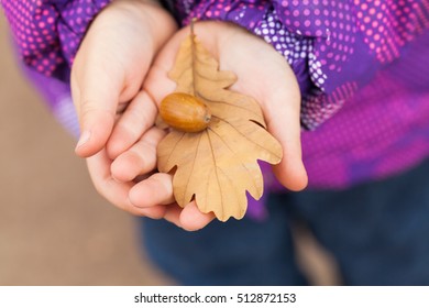 Acorn and autumnal oak leaf in child hands, closeup photo with selective focus