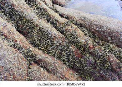 Acorn Barnacle Live With Rocky Shores. 