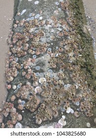 Acorn Barnacle Oceana