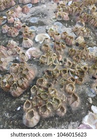 Acorn Barnacle Oceana