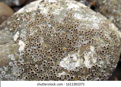 Acorn Barnacle  Rock Barnacle Balanidae