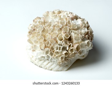 Acorn Barnacle With Shell On White Backdrop.