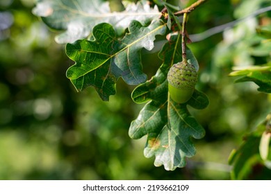 Acorn Green Fruit Oak Tree Macro Stock Photo 2193662109 | Shutterstock