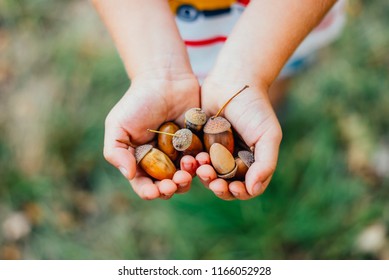 acorn in hand