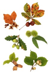 Acorn, Hazelnut, Beech, Chestnut And Conker Nuts, With Leaf Sprigs, Isolated Over White Background.