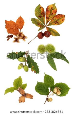 Acorn, hazelnut, beech, chestnut and conker nuts, with leaf sprigs, isolated over white background.