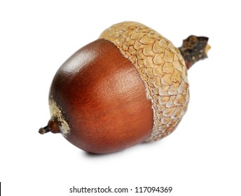 Acorn isolated on a white background, closeup