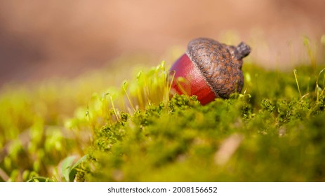 the acorn lies on the green moss of the autumn forest. juicy green moss and acorn, spring in the forest, bright natural background. acorn in an oak park, close-up, place for text - Powered by Shutterstock