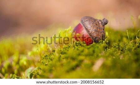 the acorn lies on the green moss of the autumn forest. juicy green moss and acorn, spring in the forest, bright natural background. acorn in an oak park, close-up, place for text