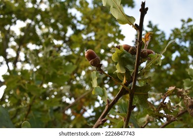 Acorn nuts green leaves of oak tree  ( latin name Quercus alba) with crawling carpenter ants ( Latin  name Camponotus herculeanus)  The acorn, or oaknut, is the nut of the oaks ).