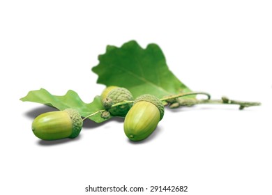 Acorn, Oak, Leaf.