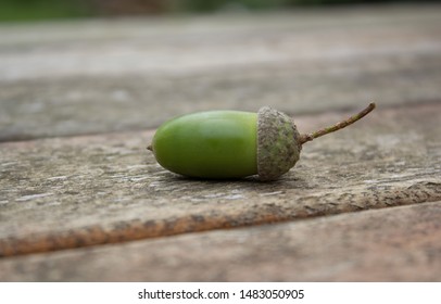 Acorn Oak Nut Green On Wooden Picnic Bench Table Closeup Background In Forest Nature End Of Summer Calling Fall Autumn Vibes Trees Mother Earth 