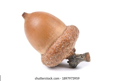 Acorn of an oak tree isolated on white background. High resolution photo. Full depth of field.
