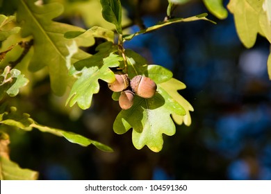 Acorn And Oak Tree Leaves