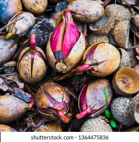 Acorn Or Oaknut Slowly Sprouting In Early Spring.