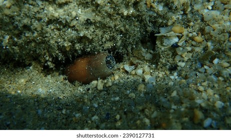 The acorn or oaknut undersea on the seabed, Aegean Sea, Greece, Halkidiki