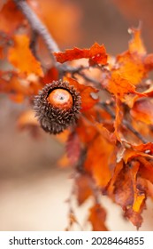 Acorn and red orange brown oak (Quercus cerris, the Turkey oak or Austrian oak) foliage on branches with selective focus against blurred background.