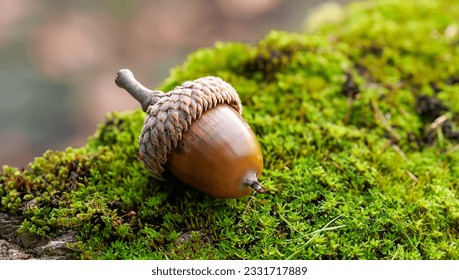 Acorn sitting on a mossy stump in the Forrest