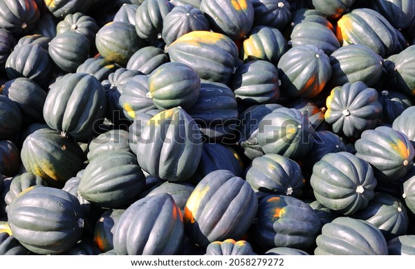 Acorn squash, also\
called pepper squash or Des Moines squash, is a winter squash with\
distinctive longitudinal ridges on its exterior and sweet,\
yellow-orange flesh\
inside