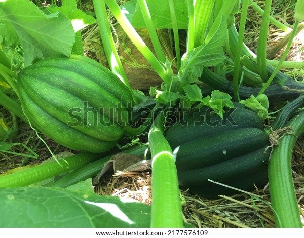 acorn squash\
growing on the vine in a\
garden