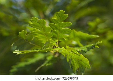 Acorn - Tree