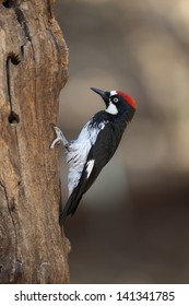 Acorn Woodpecker