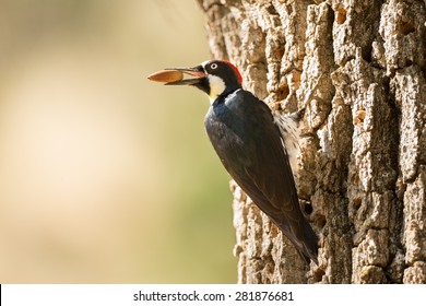 Acorn Woodpecker