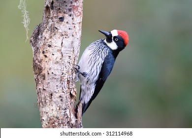 Acorn Woodpecker