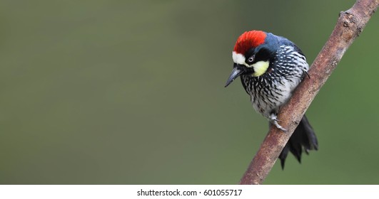 Acorn Woodpecker