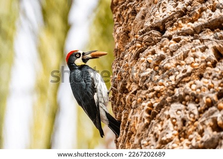 Acorn woodpecker with an acorn in its beak sitting on a palm tree close-up.