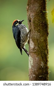 Acorn woodpecker (Melanerpes formicivorus) is a medium-sized woodpecker. Taken in Costa Rica