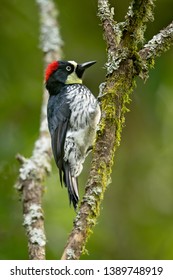 Acorn woodpecker (Melanerpes formicivorus) is a medium-sized woodpecker. Taken in Costa Rica