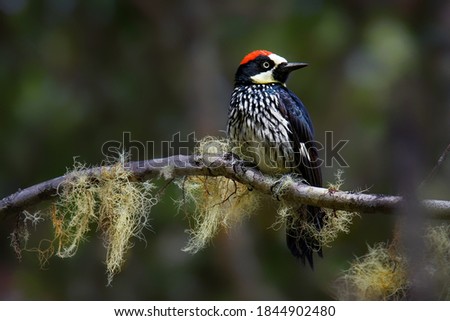 Acorn Woodpecker - Melanerpes formicivorus medium-sized bird woodpecker, brownish-black head, back, wings and tail, white forehead, throat, belly and rump. The eyes are white.